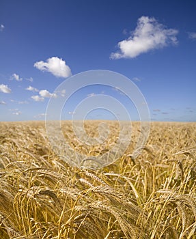 Barley Field 3