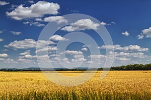 Barley field .