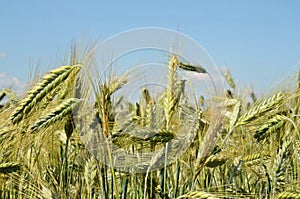 Barley Field