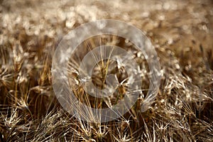 Barley field