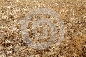 Barley field