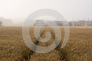 Barley field