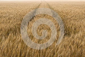 Barley field