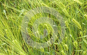 Barley field