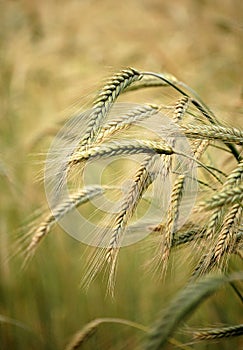 Barley field