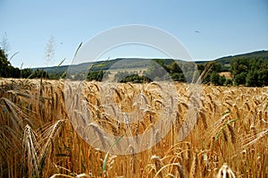 Barley Field photo