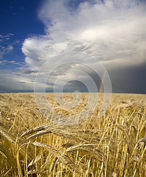 Barley Field