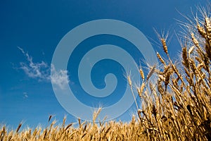 Barley field