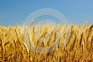 Barley field photo