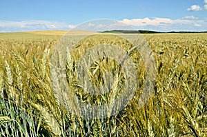 Barley field