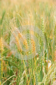 Barley in field