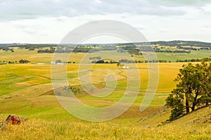 Barley field.