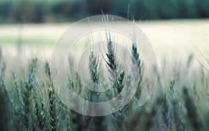 Barley field