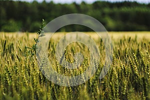 Barley field