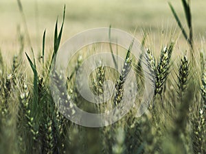 Barley field