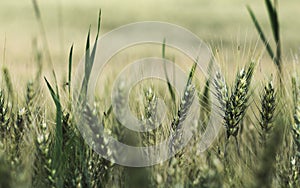 Barley field