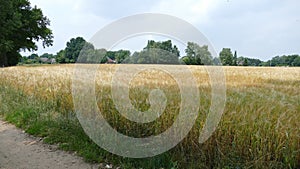 Barley in a field