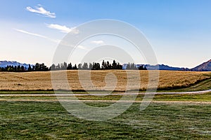 Barley field with a backdrop of the Southern Alps at sunset in Wanaka Otago New Zealand