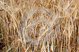 Barley in a field background.