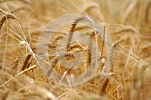 Barley field background