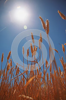 Barley field background against blue sky and sunlight. Bottom view. Agriculture, agronomy, industry concept