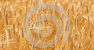 Barley field background. Agriculture, agronomy, industry concept. Horizontal image. Selective focus