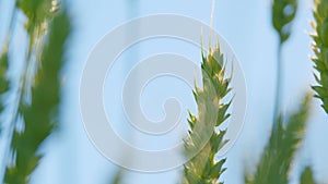 Barley field blowing in wind. Green golden wheat field at day. Yellow spikes sway in wind. Beautiful blue sky. Low angle