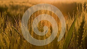 Barley field blowing in the wind at sunset or sunrise