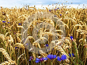 Barley Field with blue cornflowers