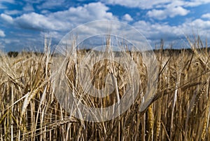 Barley field and blue sky with clouds