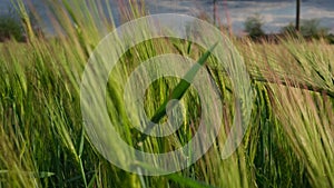 Barley field with blue sky. Green barley grain . Growth of barley bread