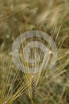 Barley field close-up