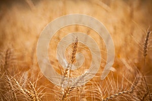 Barley field closer photo