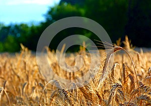 Barley field with crop head close-up foreground and blurred green background