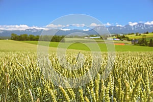 Barley field with farm and mountain background