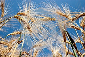 Barley field in front of blue sky