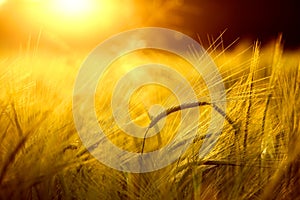 Barley field in golden glow