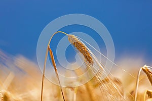 Barley field in golden glow of evening sun