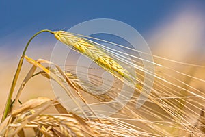 Barley field in golden glow of evening sun