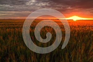 Barley field in golden glow