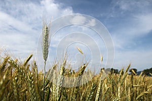 Barley on the field before harvest