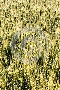 Barley field before harvest