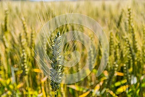 Barley field before harvest photo
