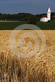 Barley field (Hordeum vulgare) with small church