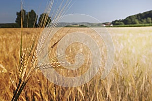 Barley field (Hordeum vulgare) with sun light