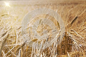 Barley field (Hordeum vulgare) with sun