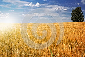 Barley field (Hordeum vulgare) with tree