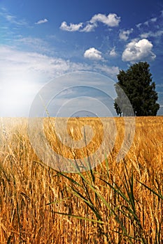 Barley field (Hordeum vulgare) with tree