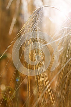 Barley field (Hordeum vulgare)