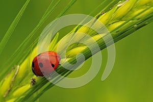 Barley field Ladybird (Coccinella septempunctata)